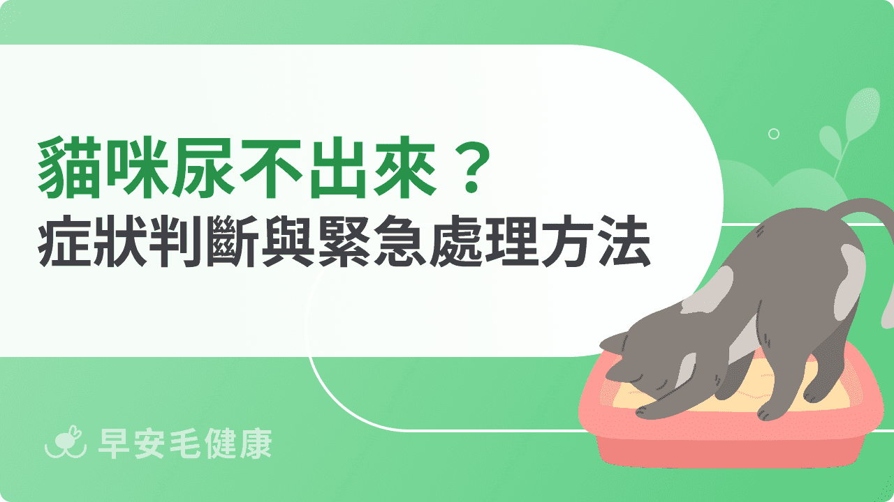 貓咪尿不出來緊急處理方法，症狀判斷與第一時間對策