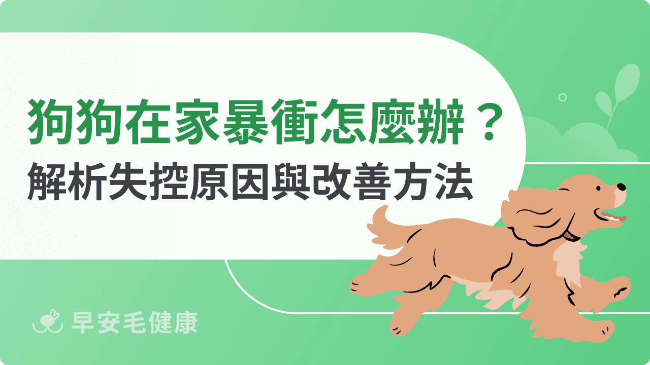 狗狗在家暴衝怎麼辦？解析狗狗失控的原因與改善方法