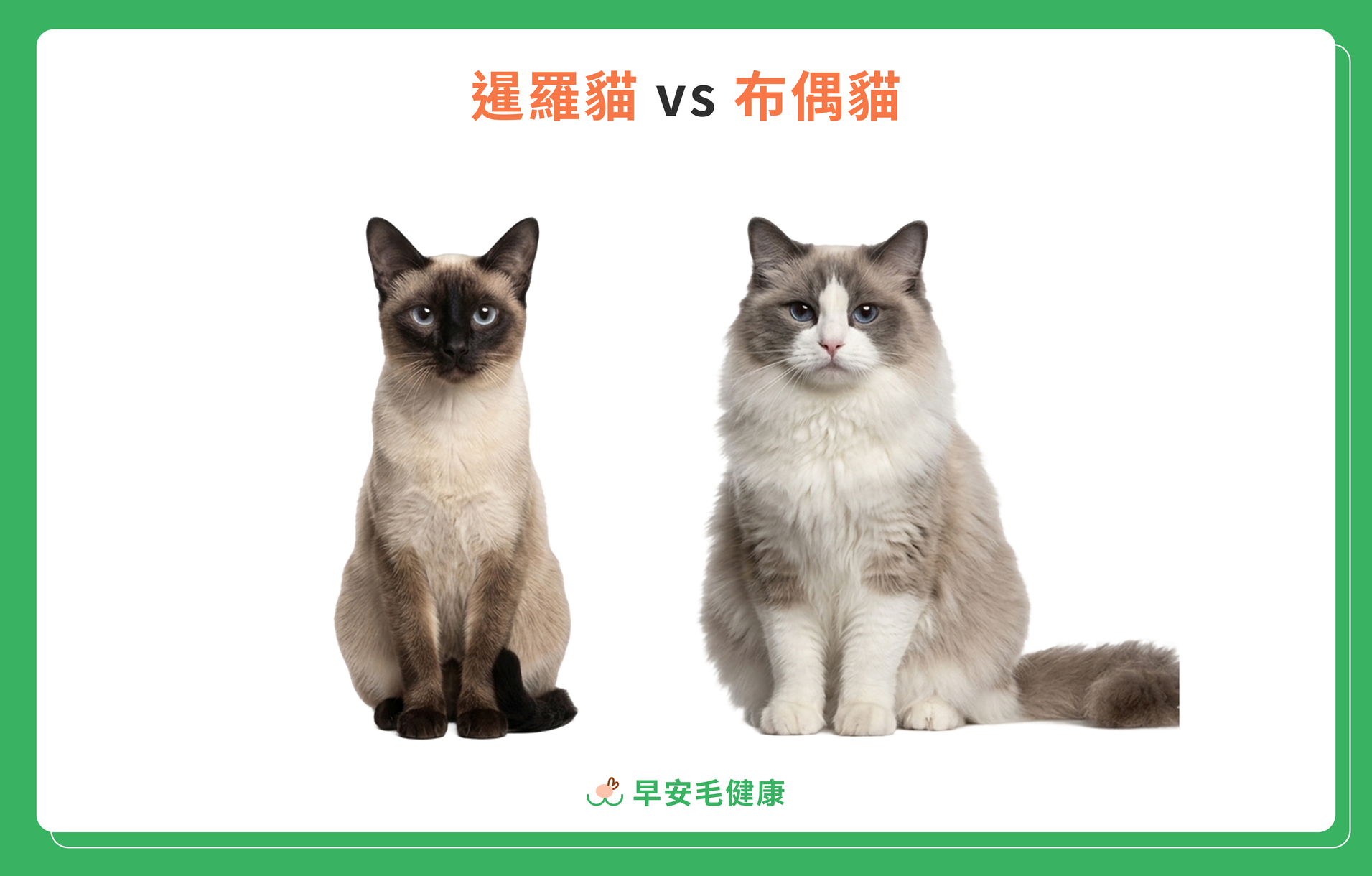 暹羅貓與布偶貓比較