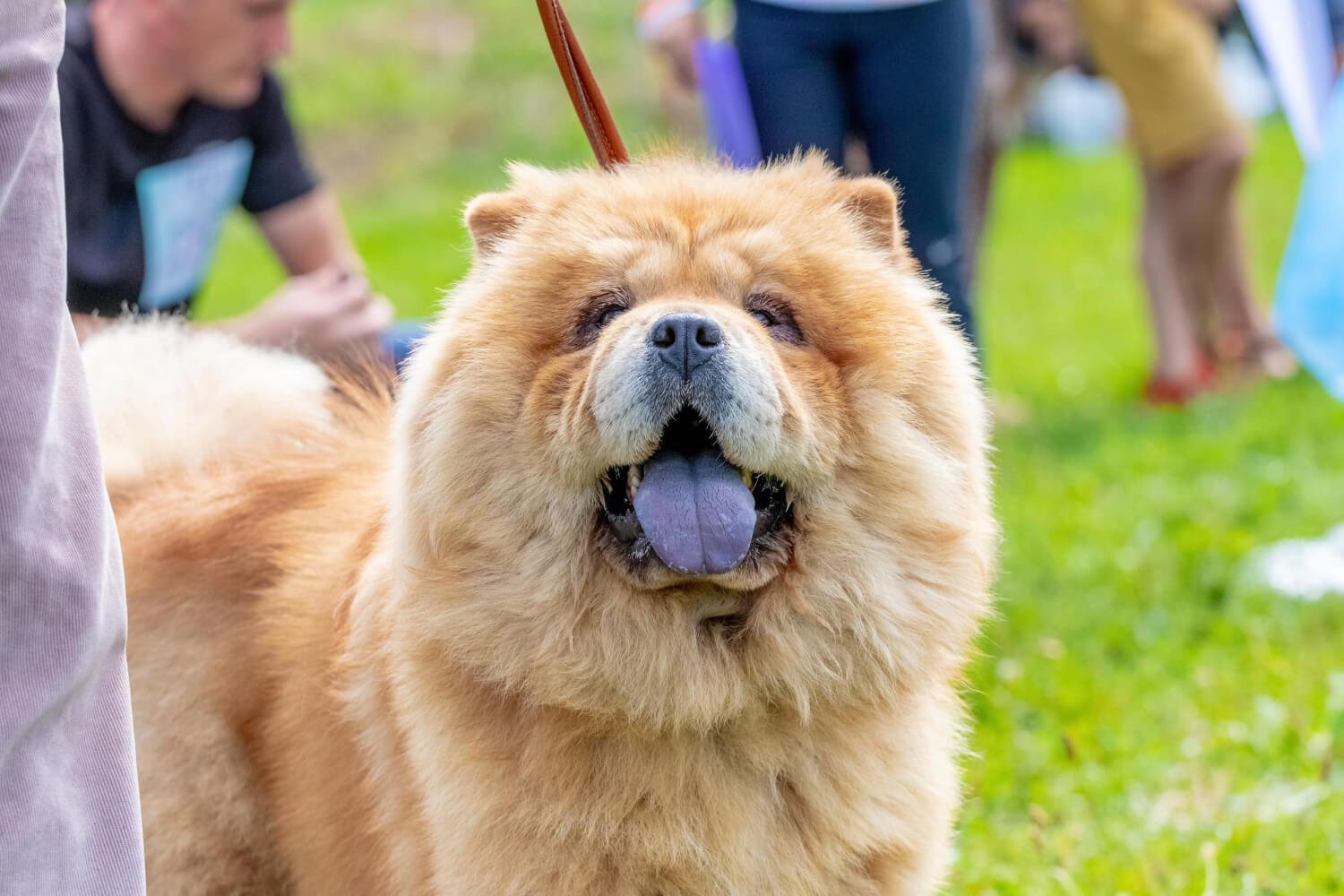 鬆獅犬毛茸茸臉部特寫