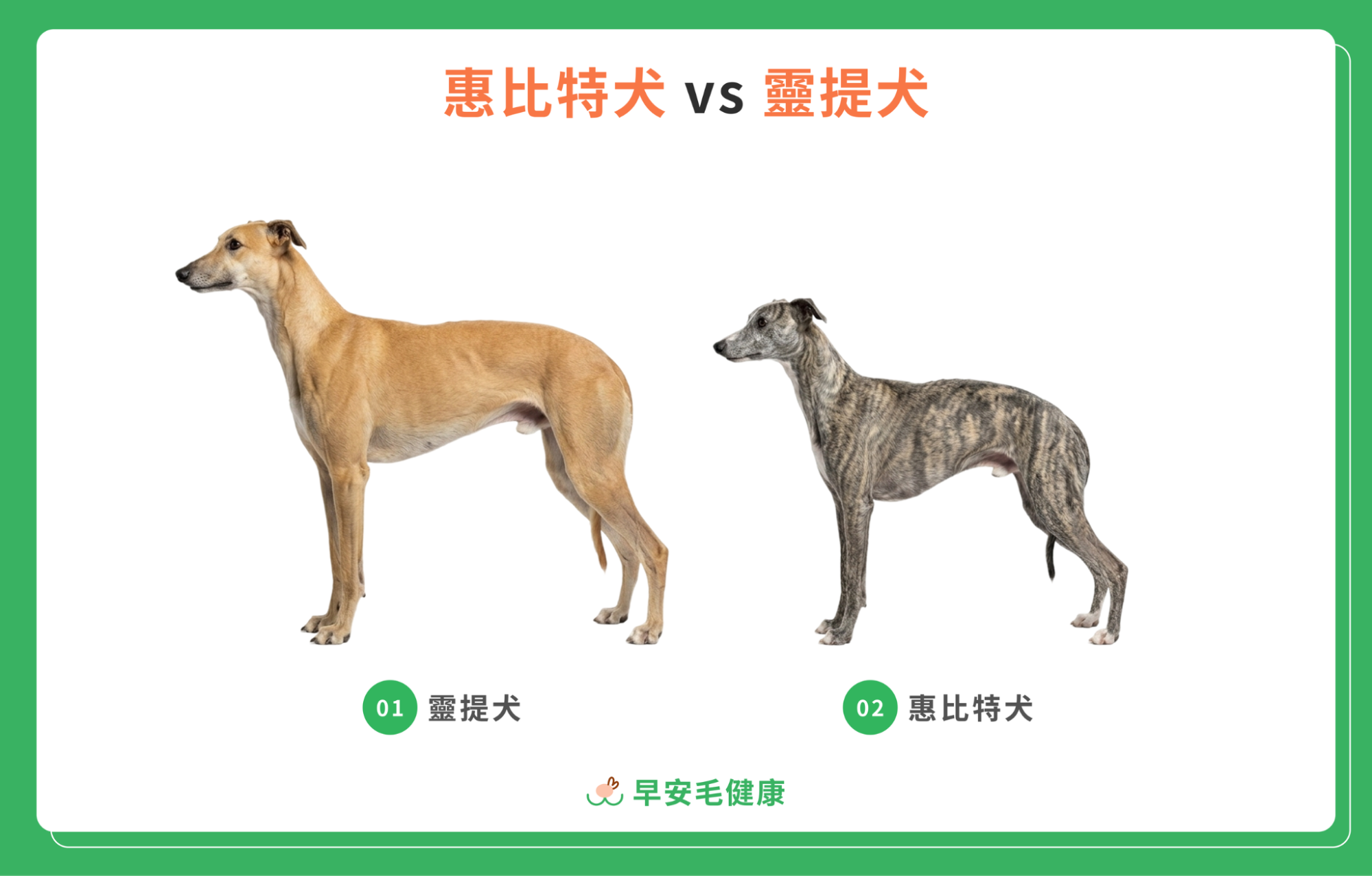 惠比特犬在白色背景前