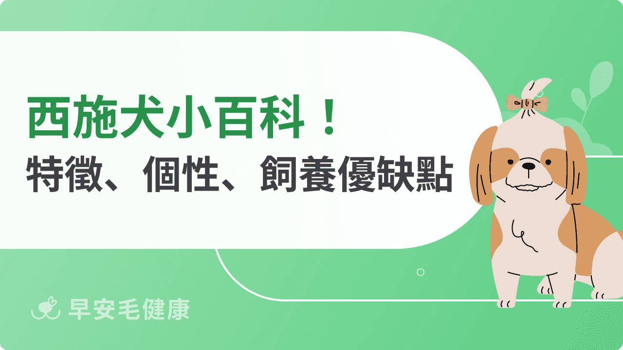 西施犬小學堂！西施犬特徵、價格、飼養缺點，認識「獅子狗」