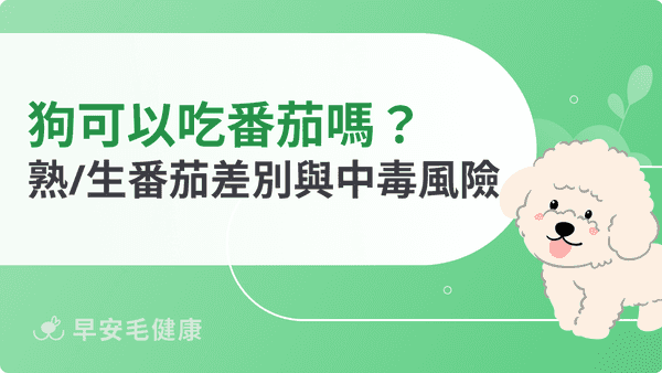 狗可以吃番茄嗎？牛番茄、小番茄、番茄醬的安全餵食重點