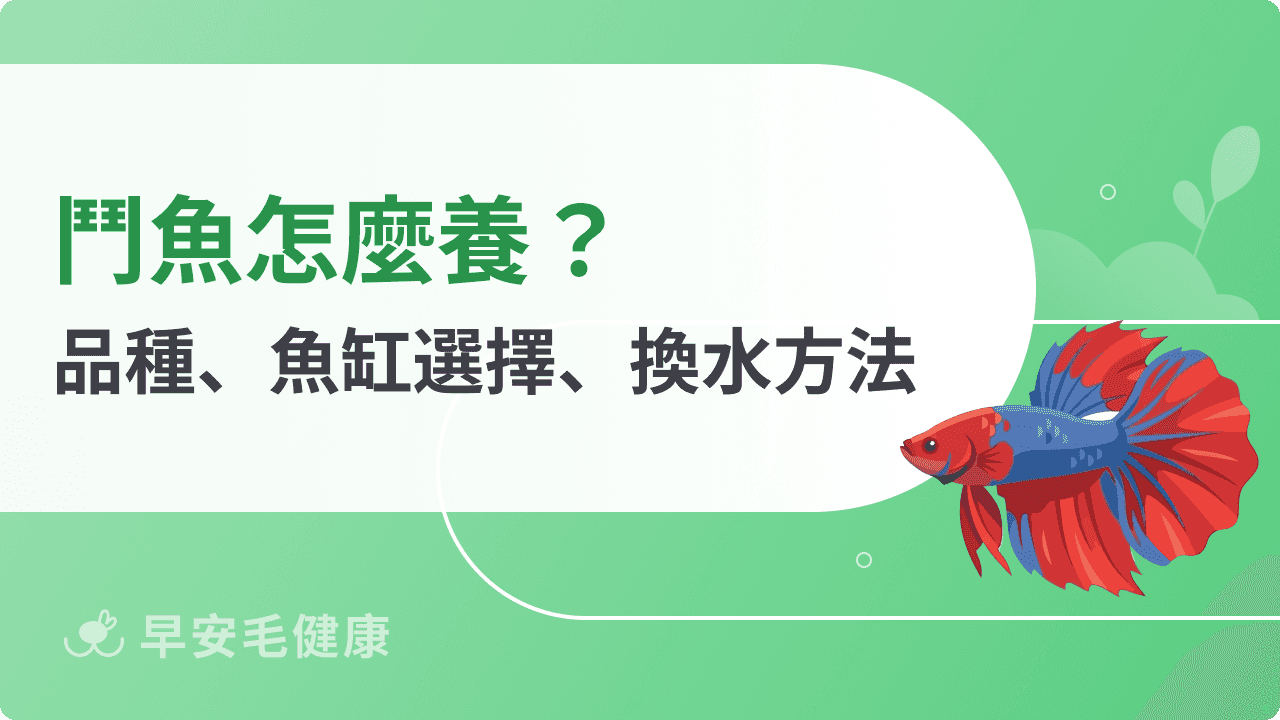 鬥魚怎麼養?搞懂品種、魚缸選擇、換水方法,養出漂亮鬥魚!