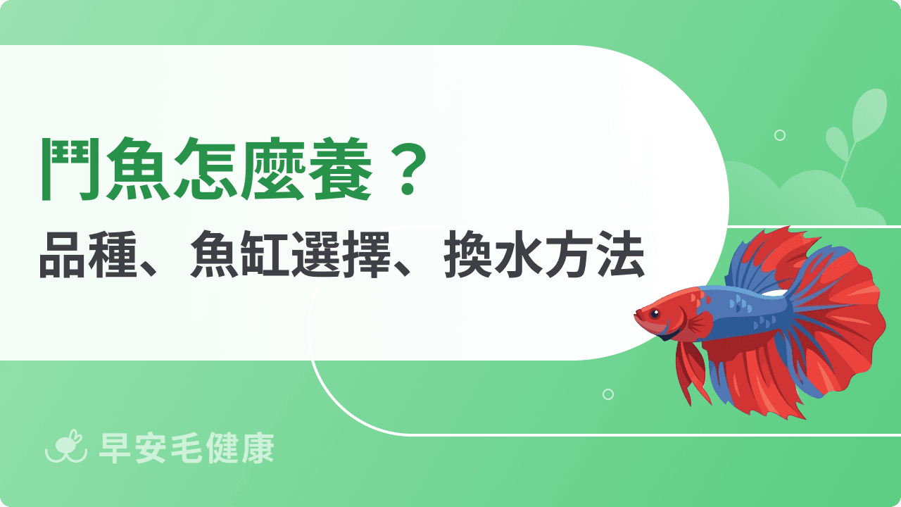 鬥魚怎麼養?搞懂品種、魚缸選擇、換水方法,養出漂亮鬥魚!