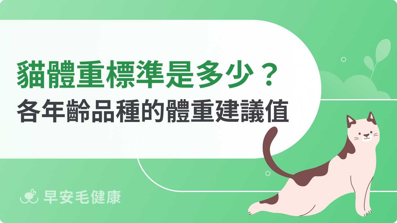 貓咪體重標準表!幼貓、成貓、老貓與各品種體重參考值