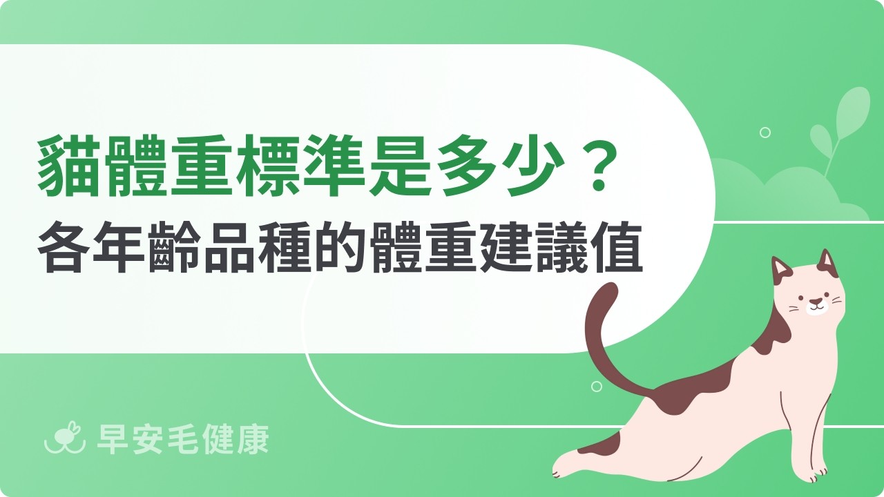 貓體重標準是多少？從幼貓到老貓，理想體重判斷指南