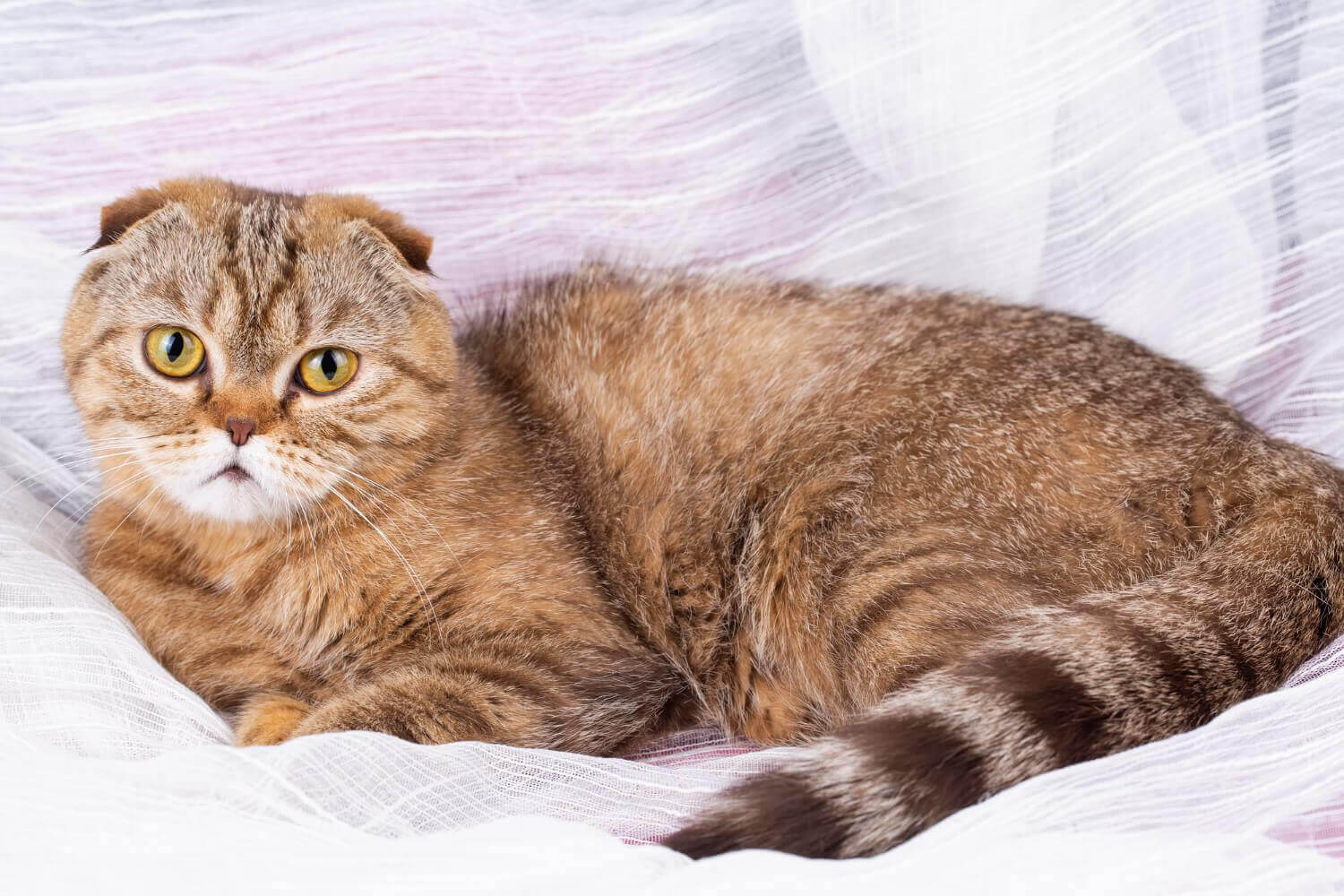 65. scottish-fold-care-2