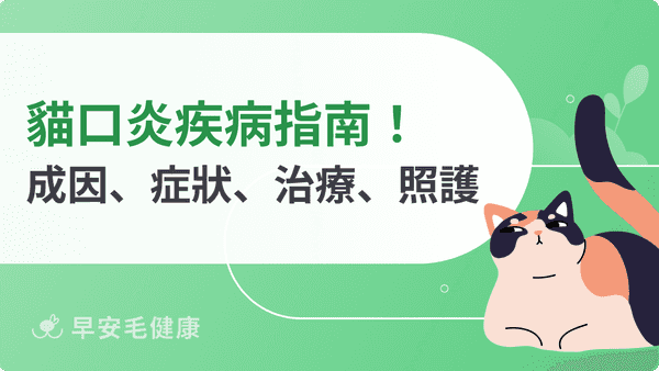 貓口炎全面解析:從成因、症狀到治療與日常照護全攻略