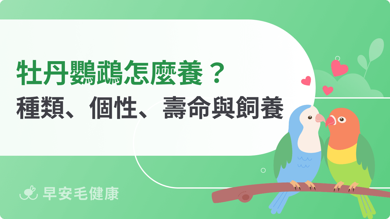 牡丹鸚鵡飼養指南：種類、個性、壽命、價格與新手照護重點