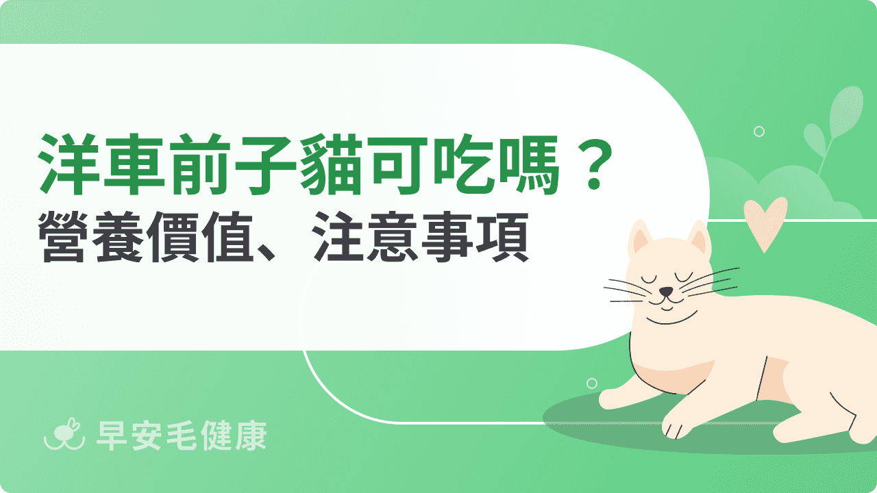 洋車前子貓可以吃嗎？解析洋車前子對貓咪腸胃的益處