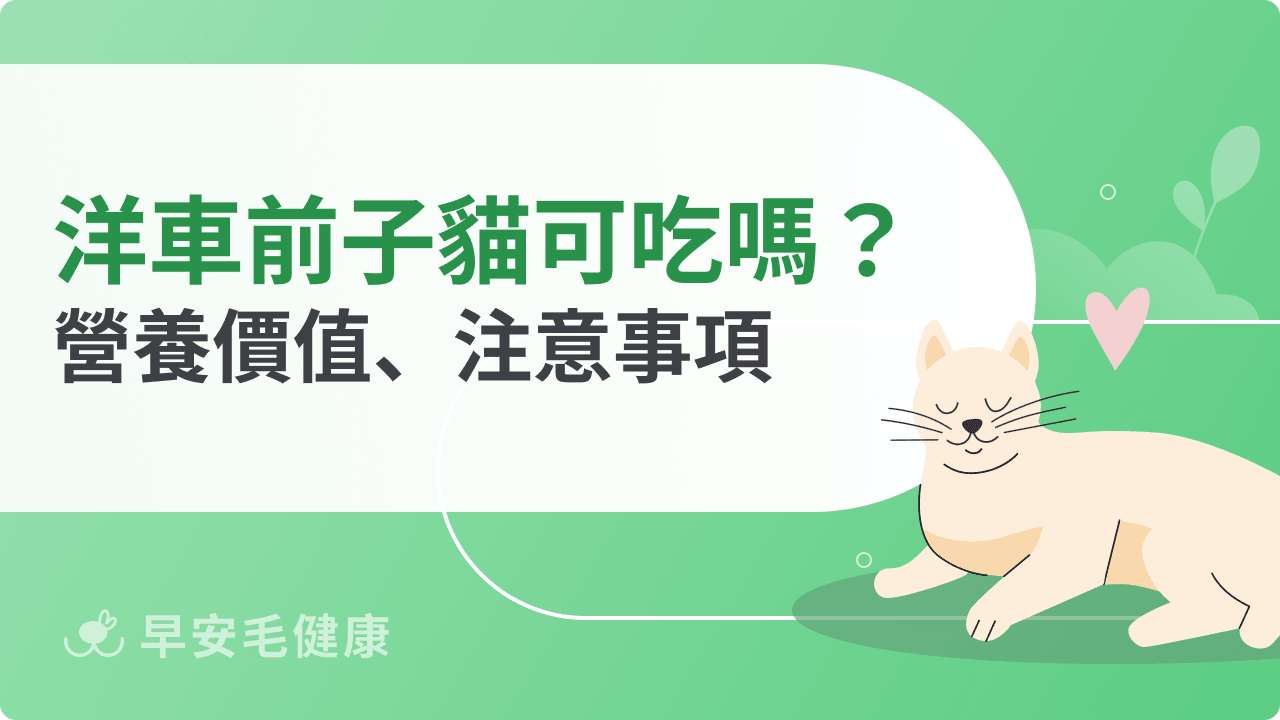 洋車前子貓可以吃嗎？解析洋車前子對貓咪腸胃的益處