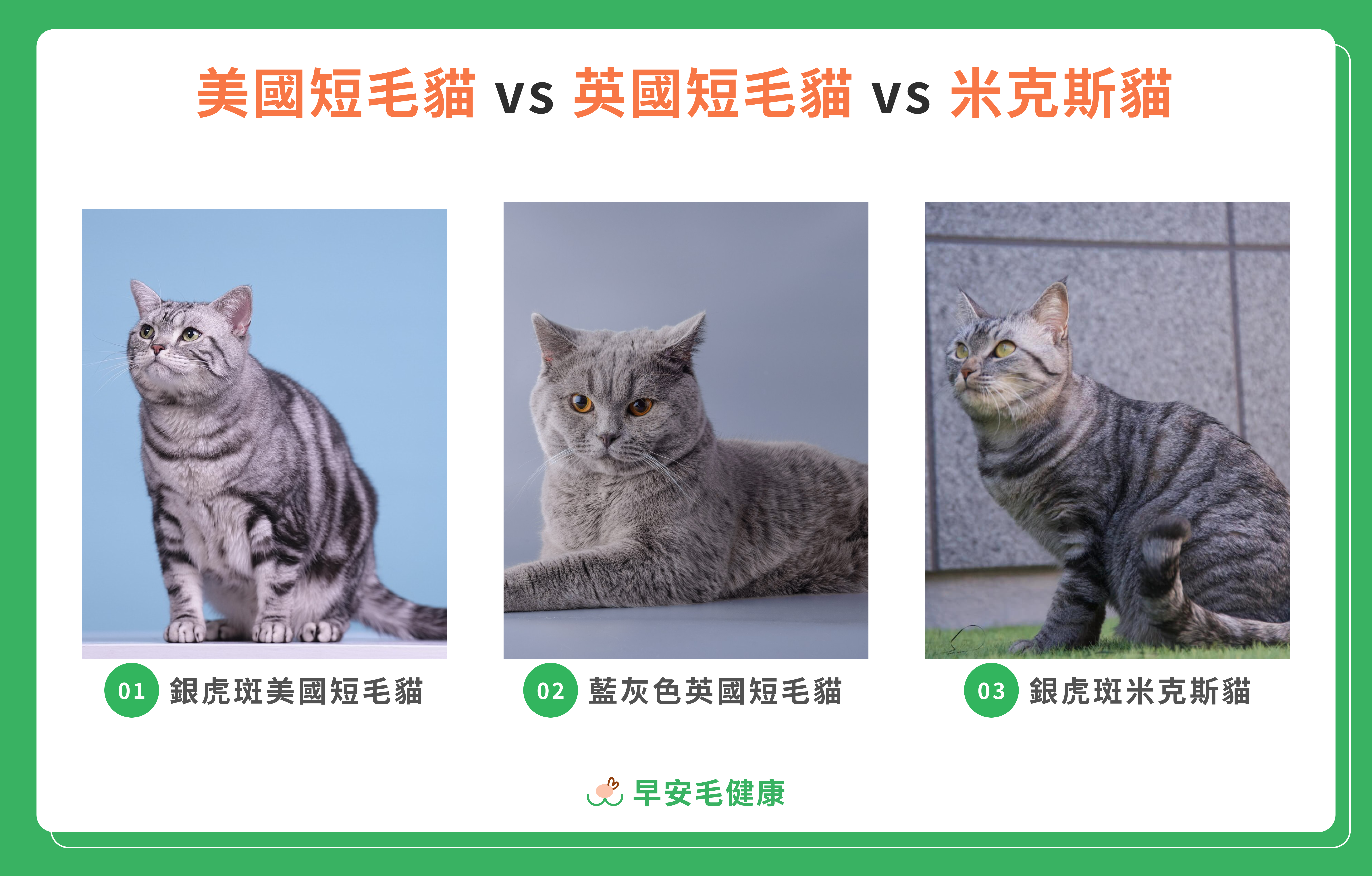 20.american-shorthair-cat-guide-3