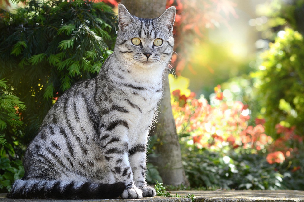 21. tabby-cat-guide-3