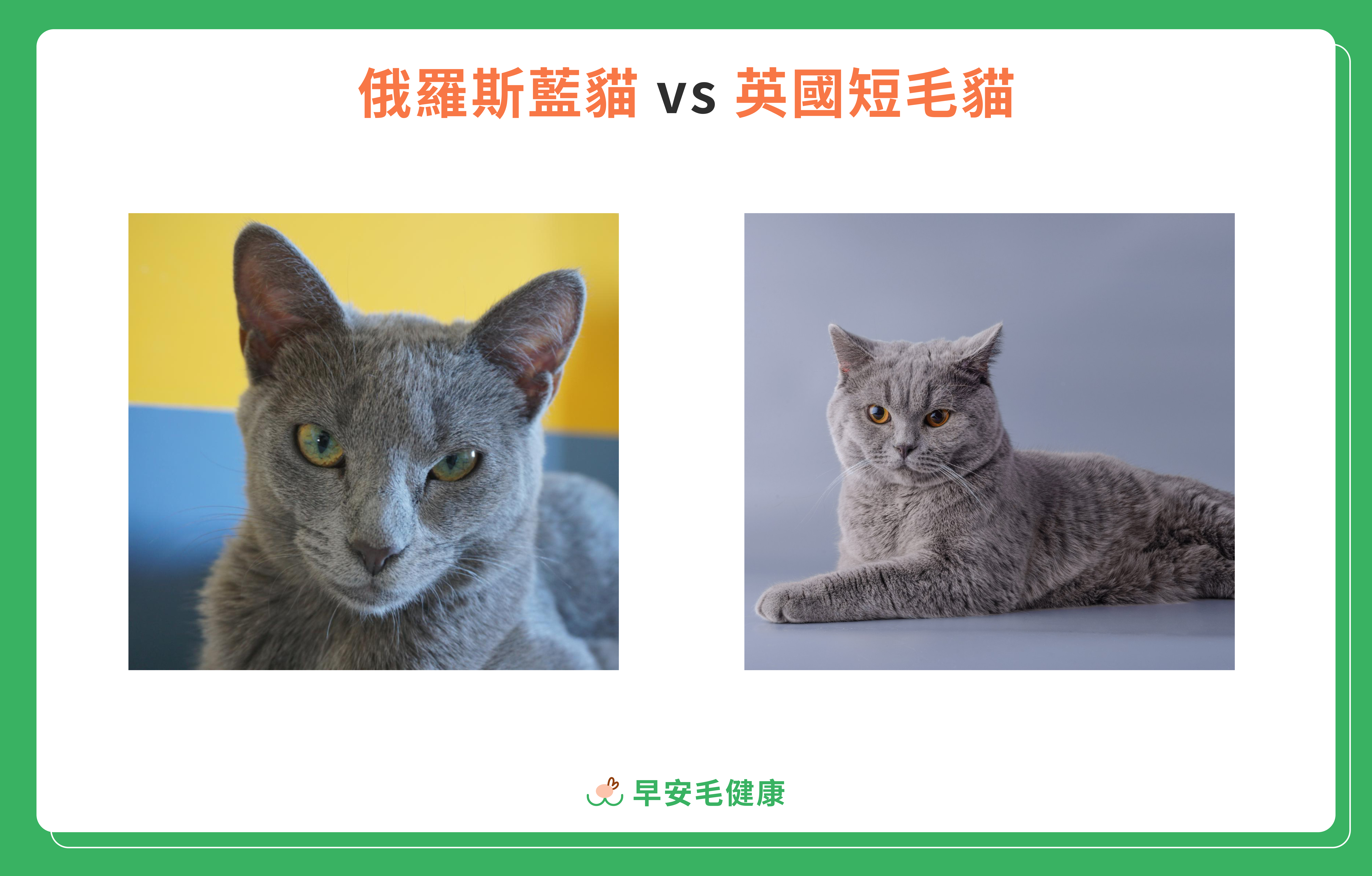 29.russian-blue-cat-guide-2