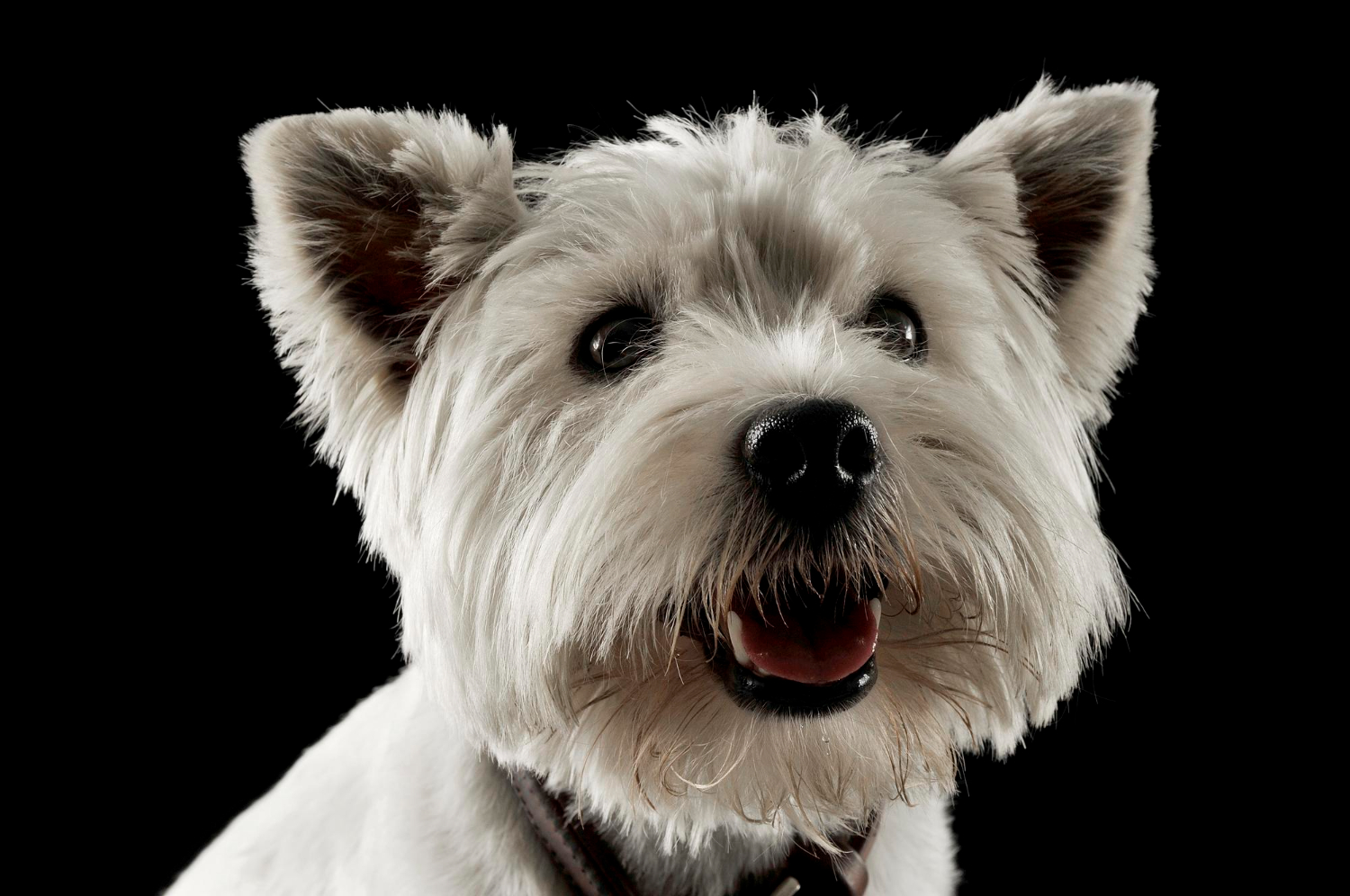58. westie-terrier-guide-1