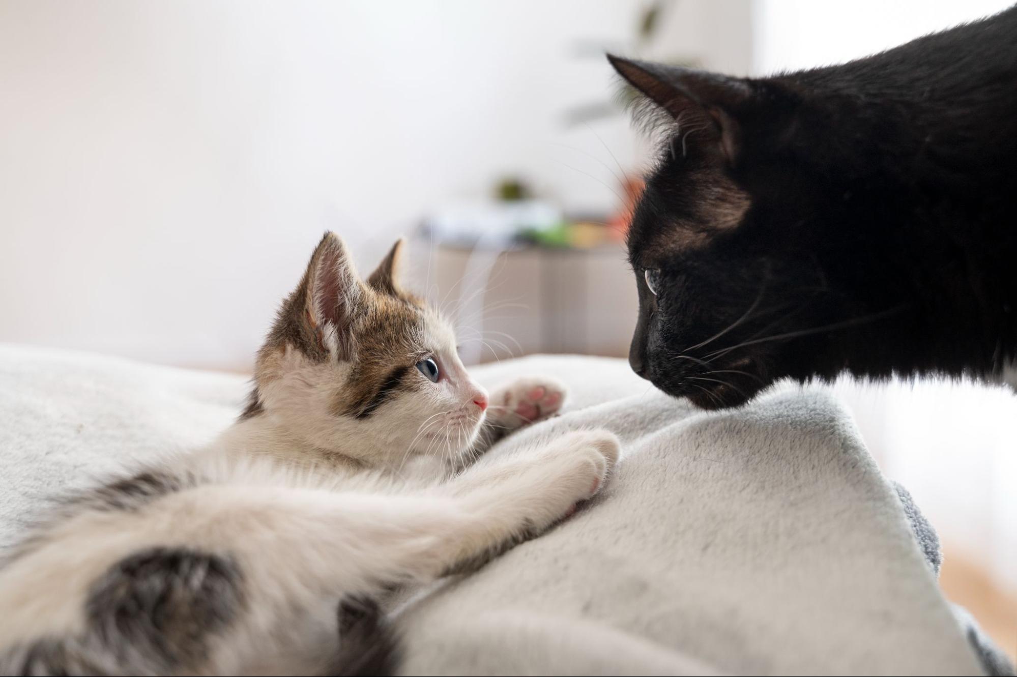 44.new-cat-old-cat-integration-guide-1