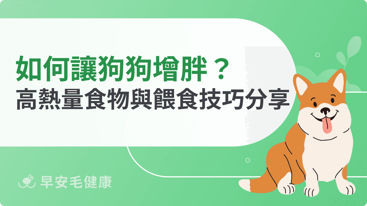 如何讓狗狗增胖最有效？高熱量食物與餵食技巧分享