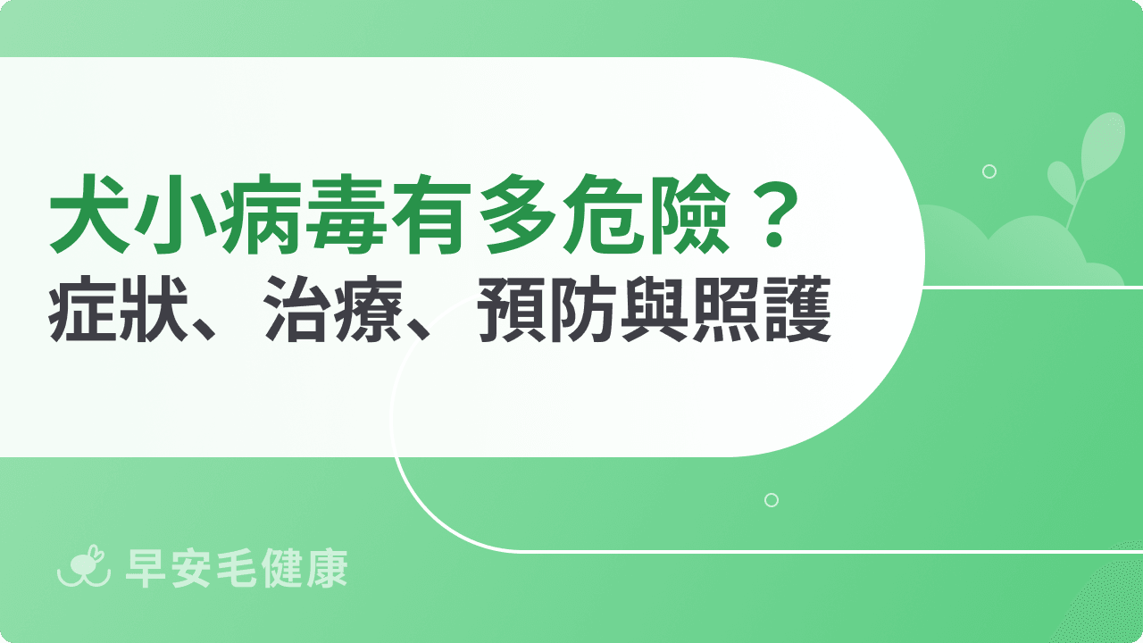 犬小病毒有多危險?症狀、治療費用、疫苗預防與消毒重點