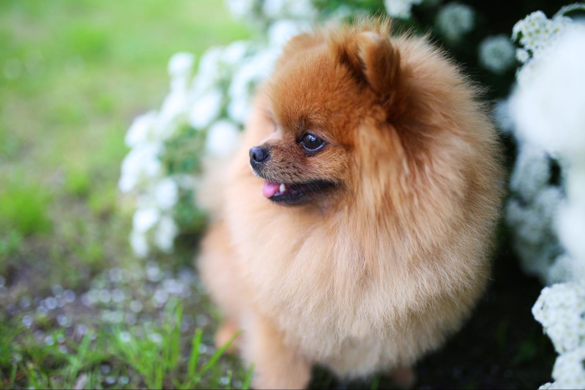 31.pomeranian-dog-guide-3