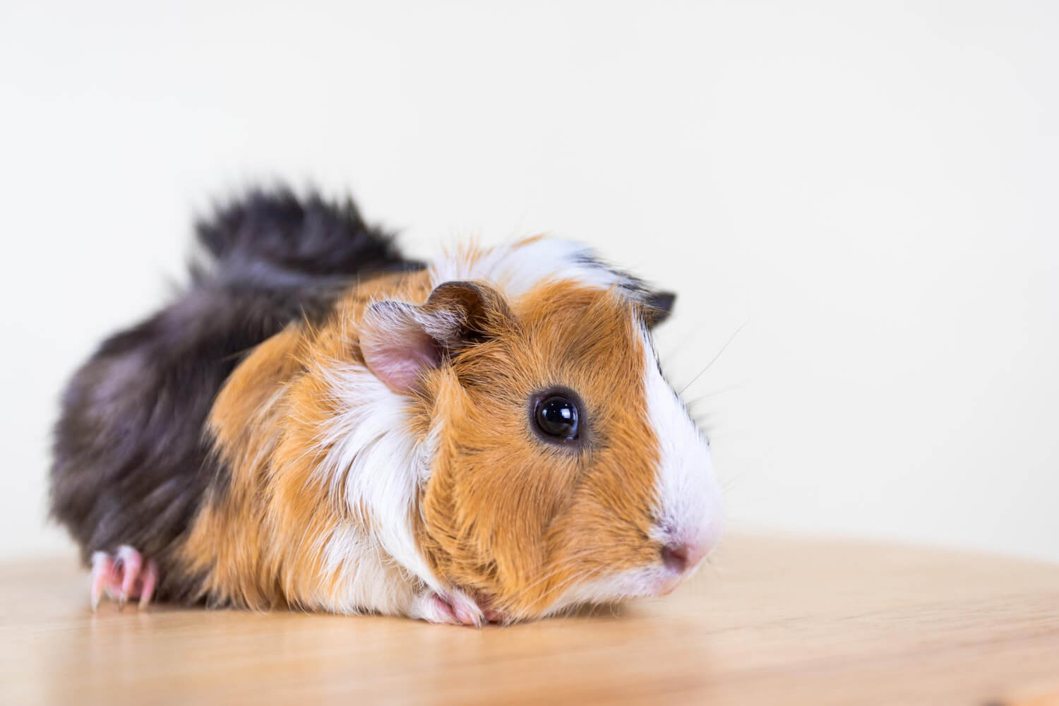 53. guinea-pig-guide-3