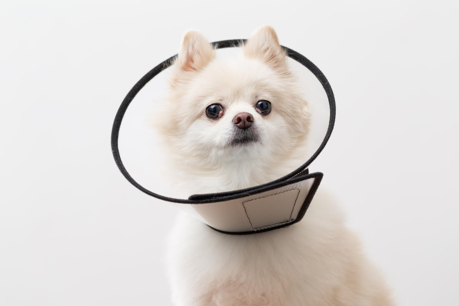 戴著透明伊莉莎白頭套的博美犬