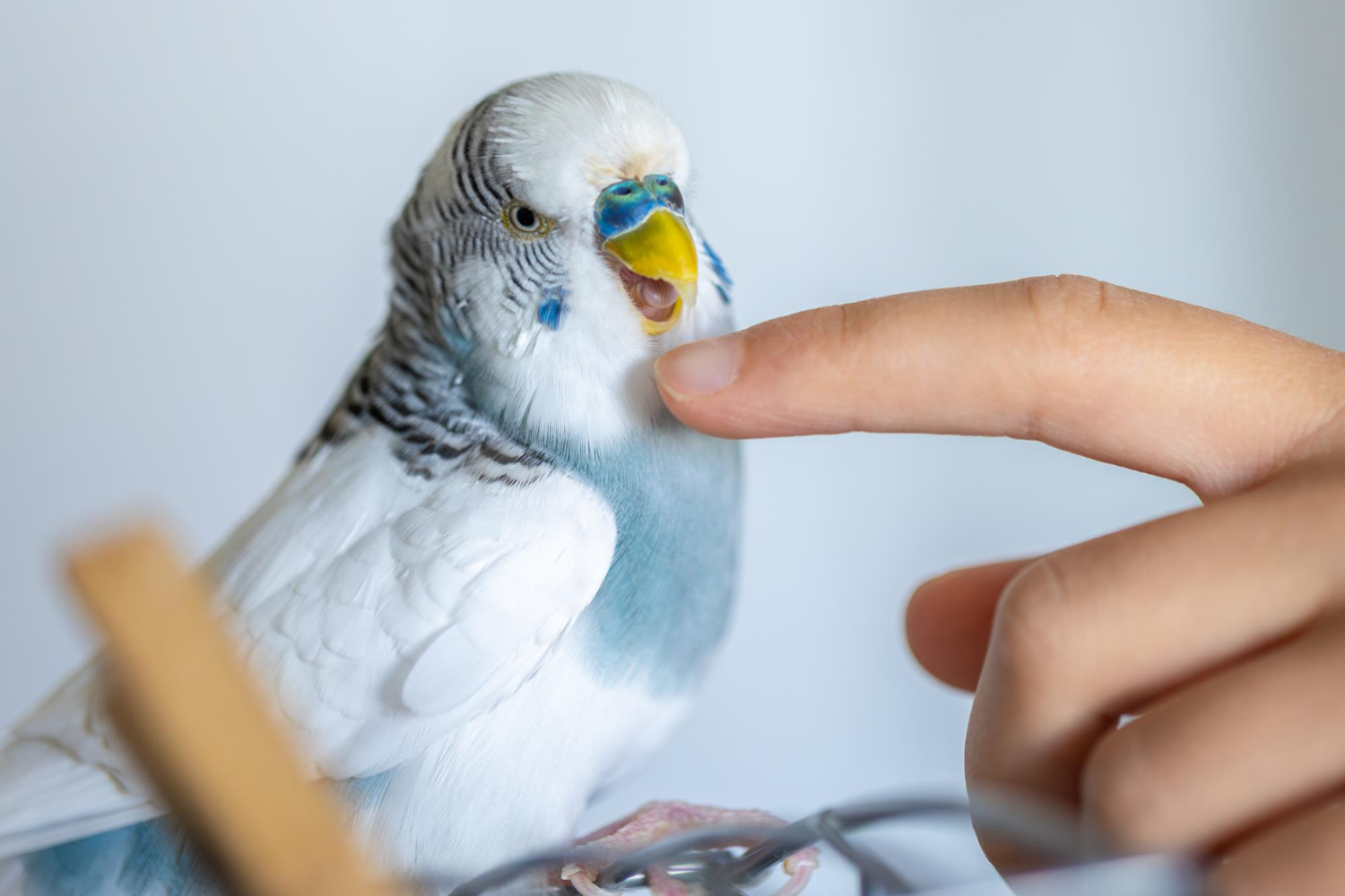 飼主手指正在和虎皮鸚鵡玩耍