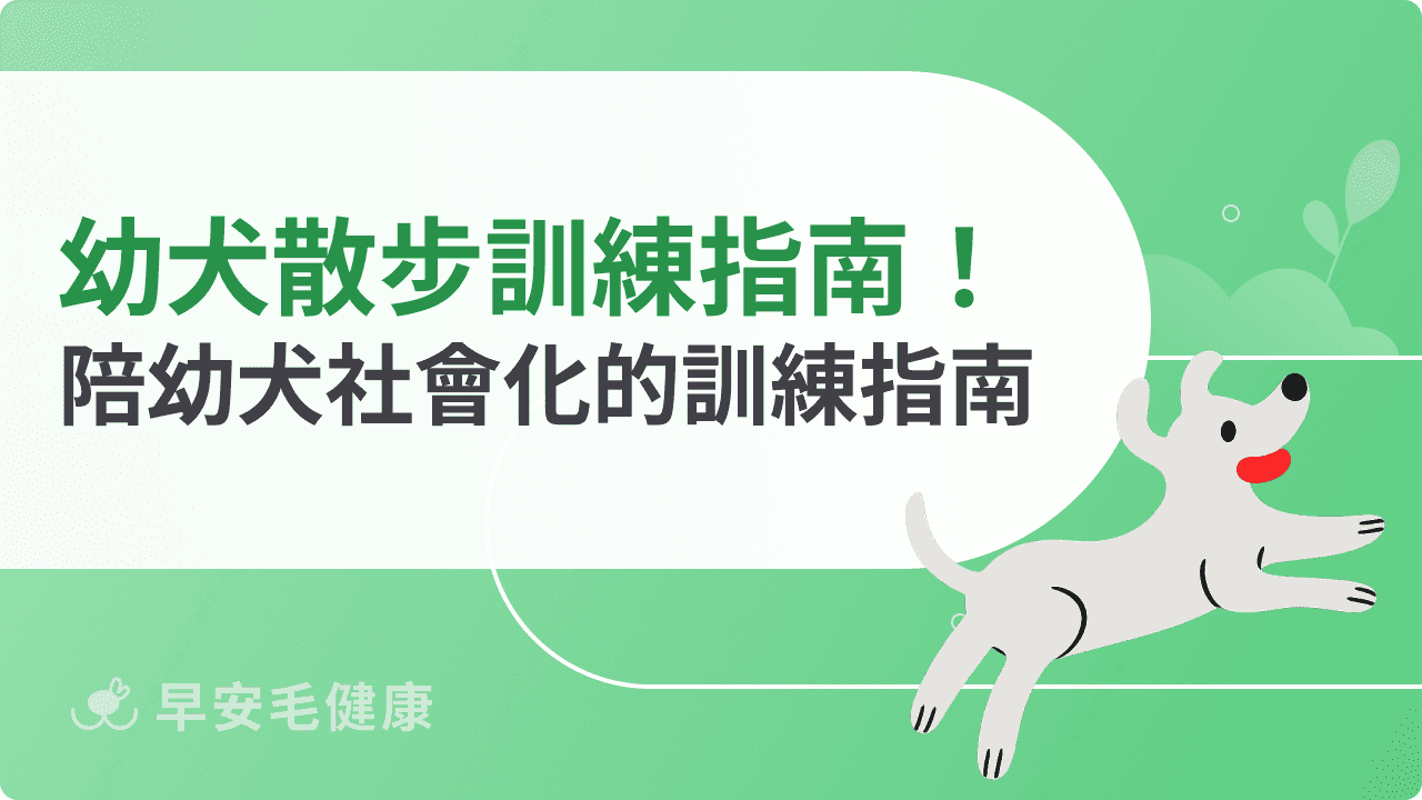 幼犬散步訓練怎麼做?飼主必學的5大心法與常見問題全解析