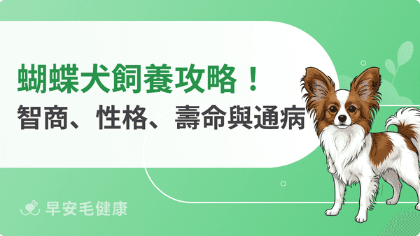 蝴蝶犬飼養全攻略：壽命、價格、智商、個性與照顧秘訣