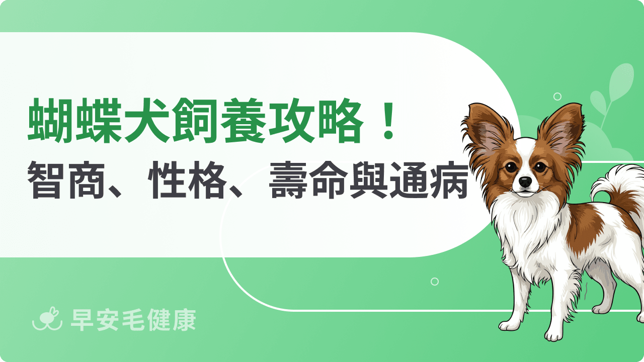 蝴蝶犬飼養全攻略：壽命、價格、智商、個性與照顧秘訣
