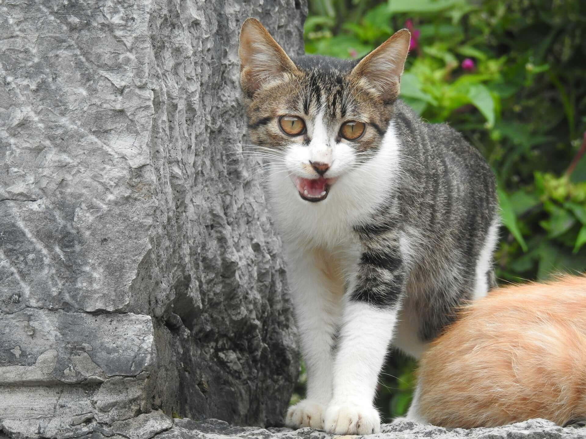 33. why-cats-keep-meowing-2