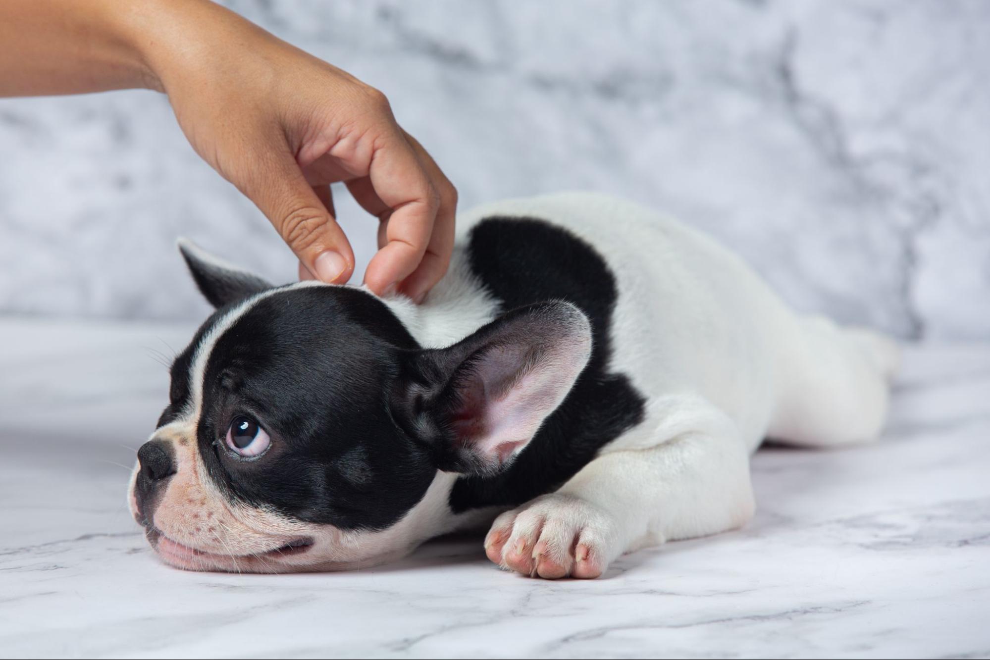 黑白色法鬥犬趴在地板上