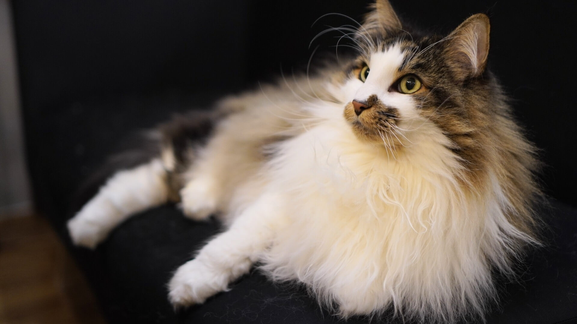 18. norwegian-forest-cat-guide-3