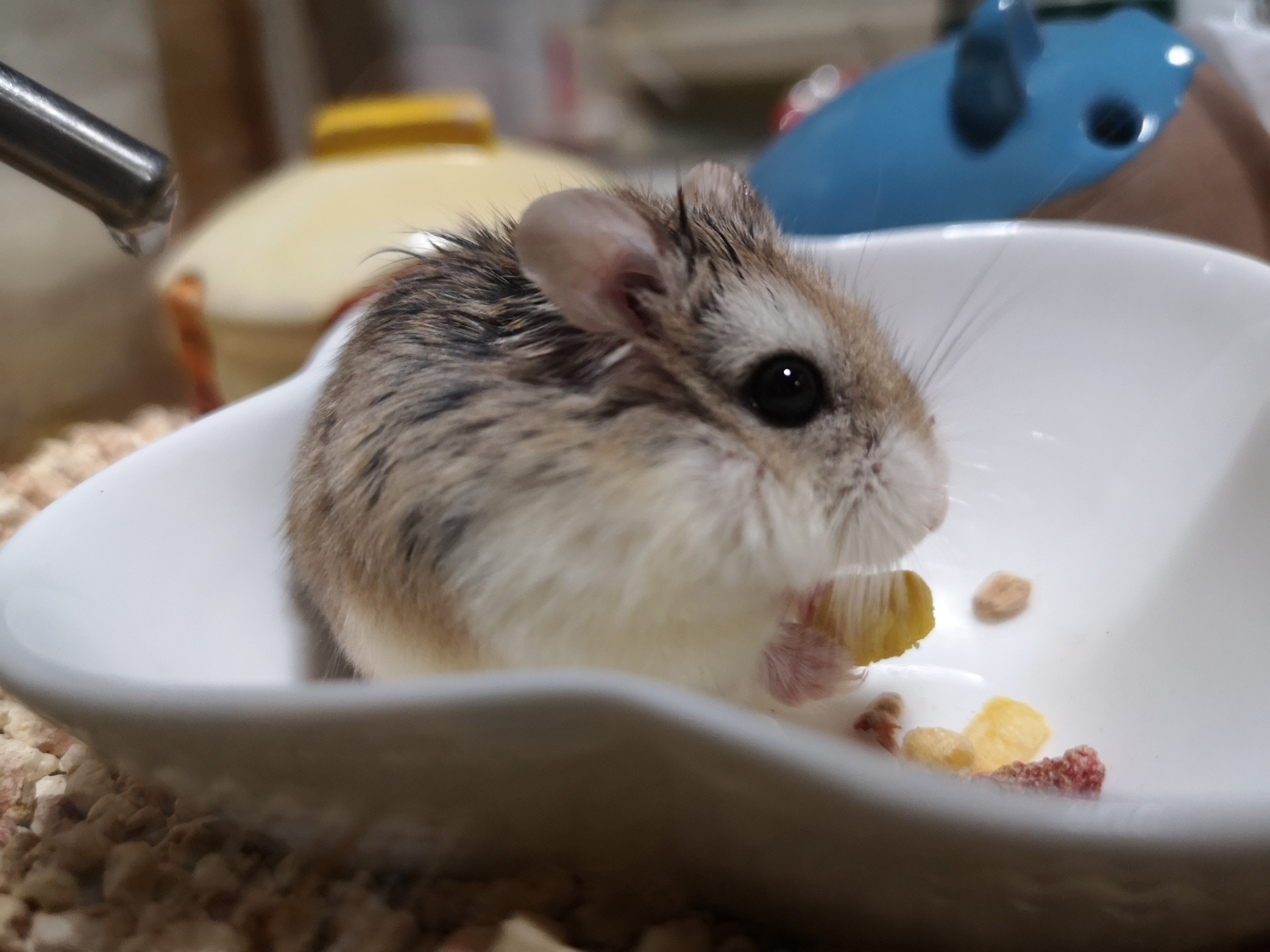 91. roborovski-dwarf-hamster-guide-2