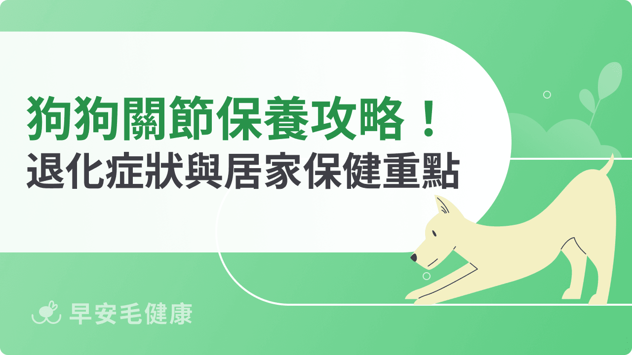 狗狗關節保養幾歲開始?退化警訊、保健成分與居家防護重點