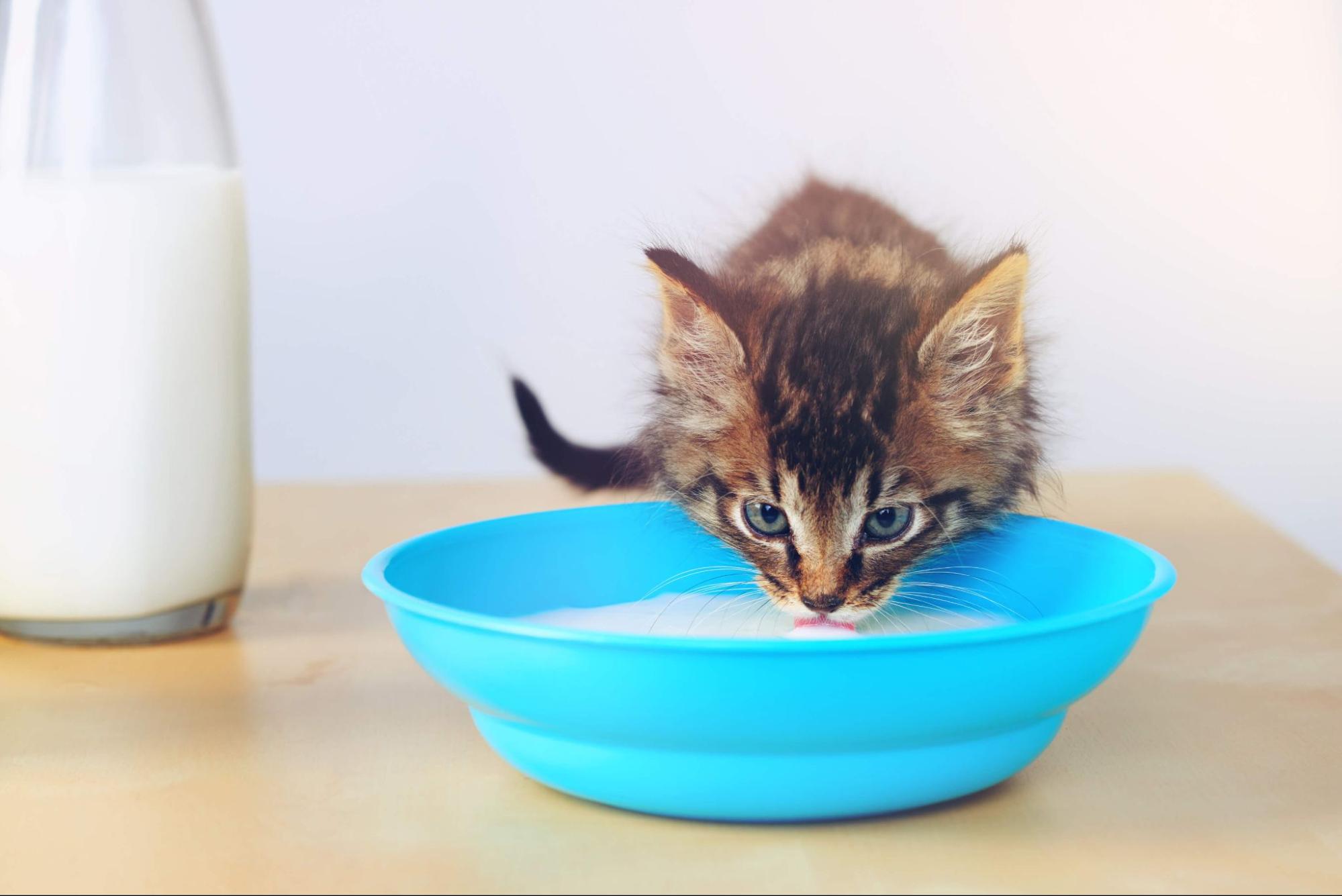 102.can-cats-drink-milk-1