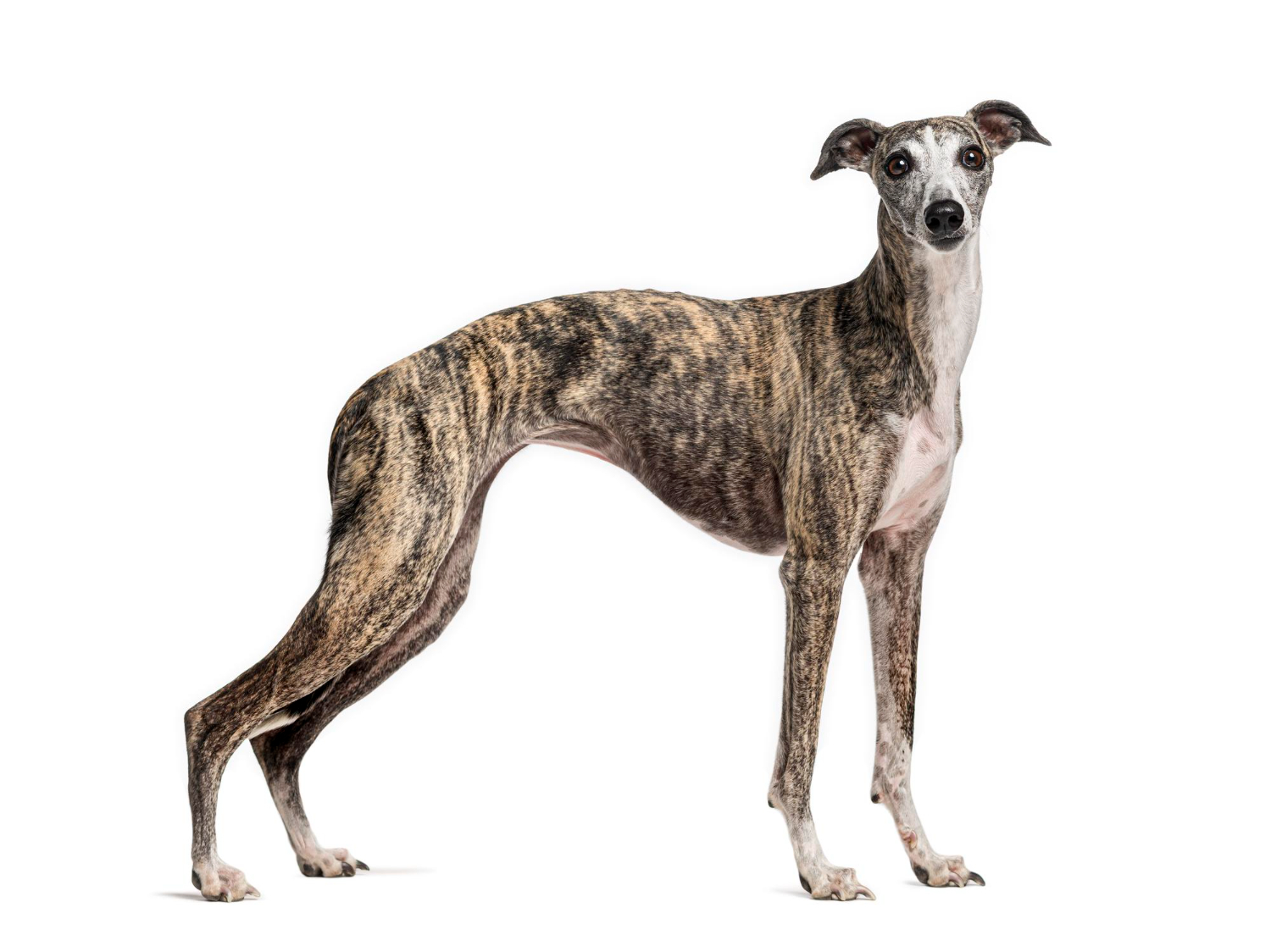 惠比特犬在白色背景前