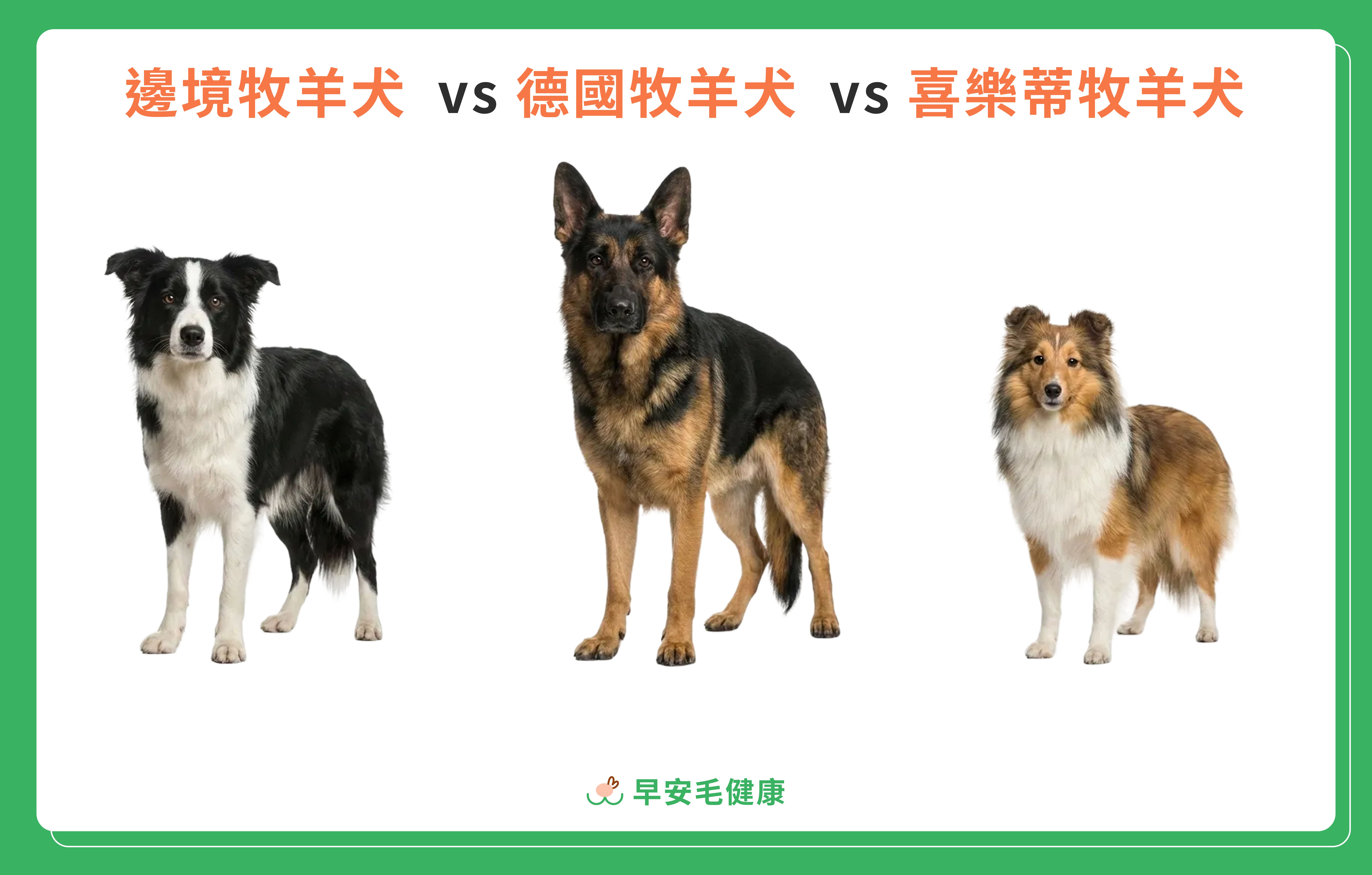 6.border-collie-guide-6