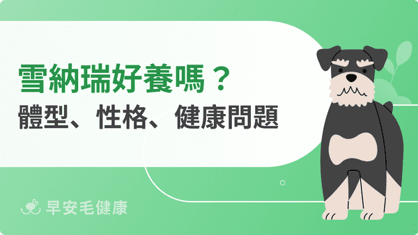 雪納瑞智商高嗎？迷你與巨型雪納瑞價格、缺點一次看懂