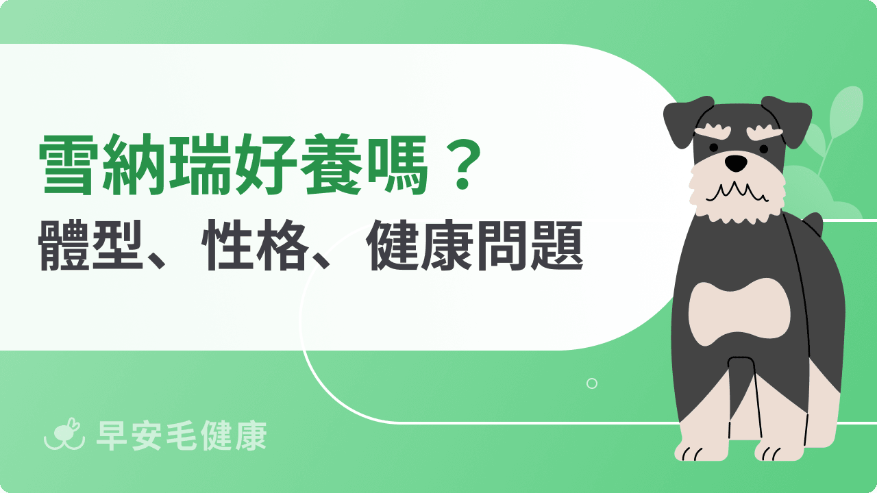 雪納瑞介紹：迷你、標準、巨型雪納瑞體型、個性、缺點與智商比較！