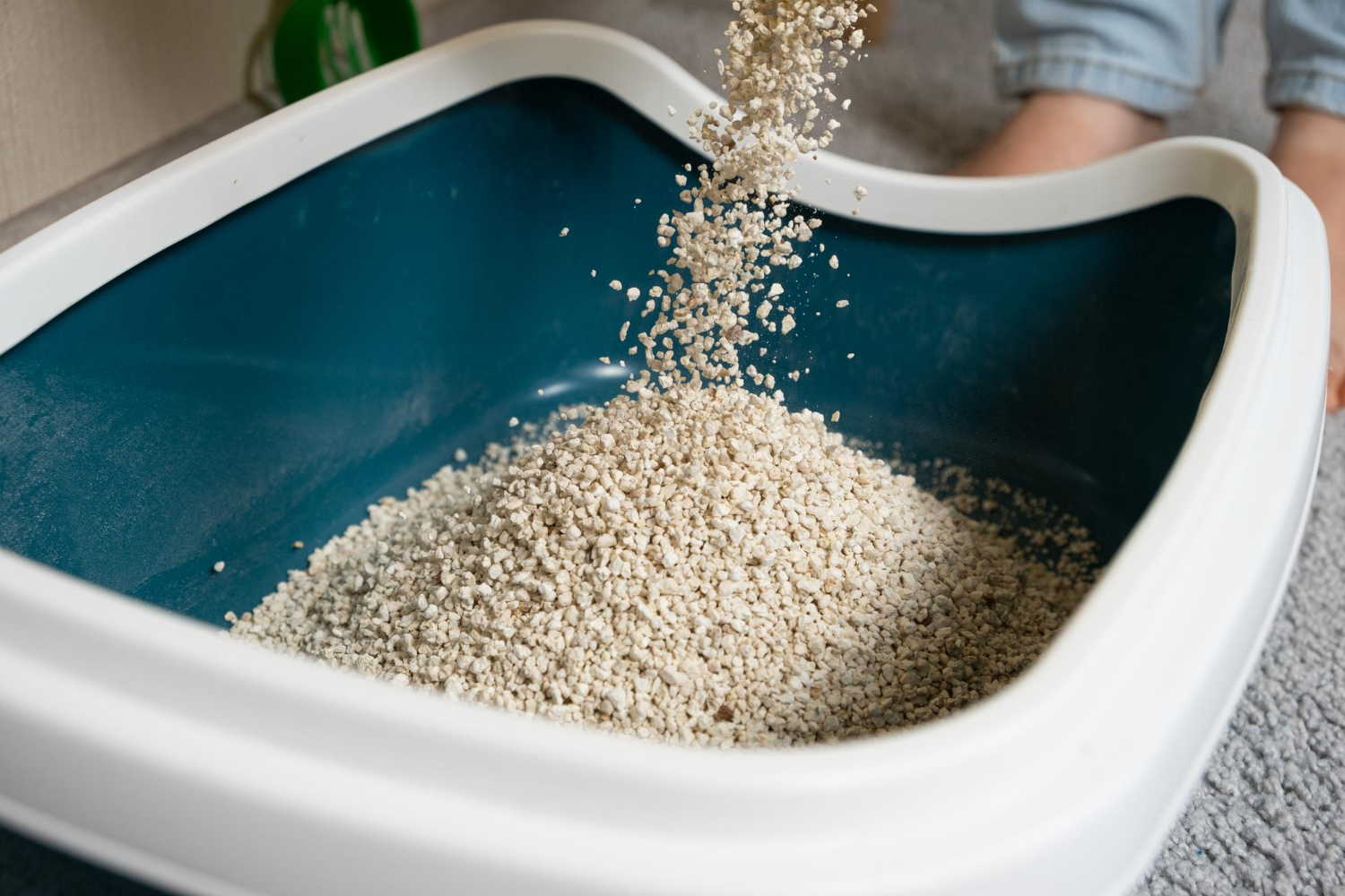 31.how-often-change-cat-litter-1