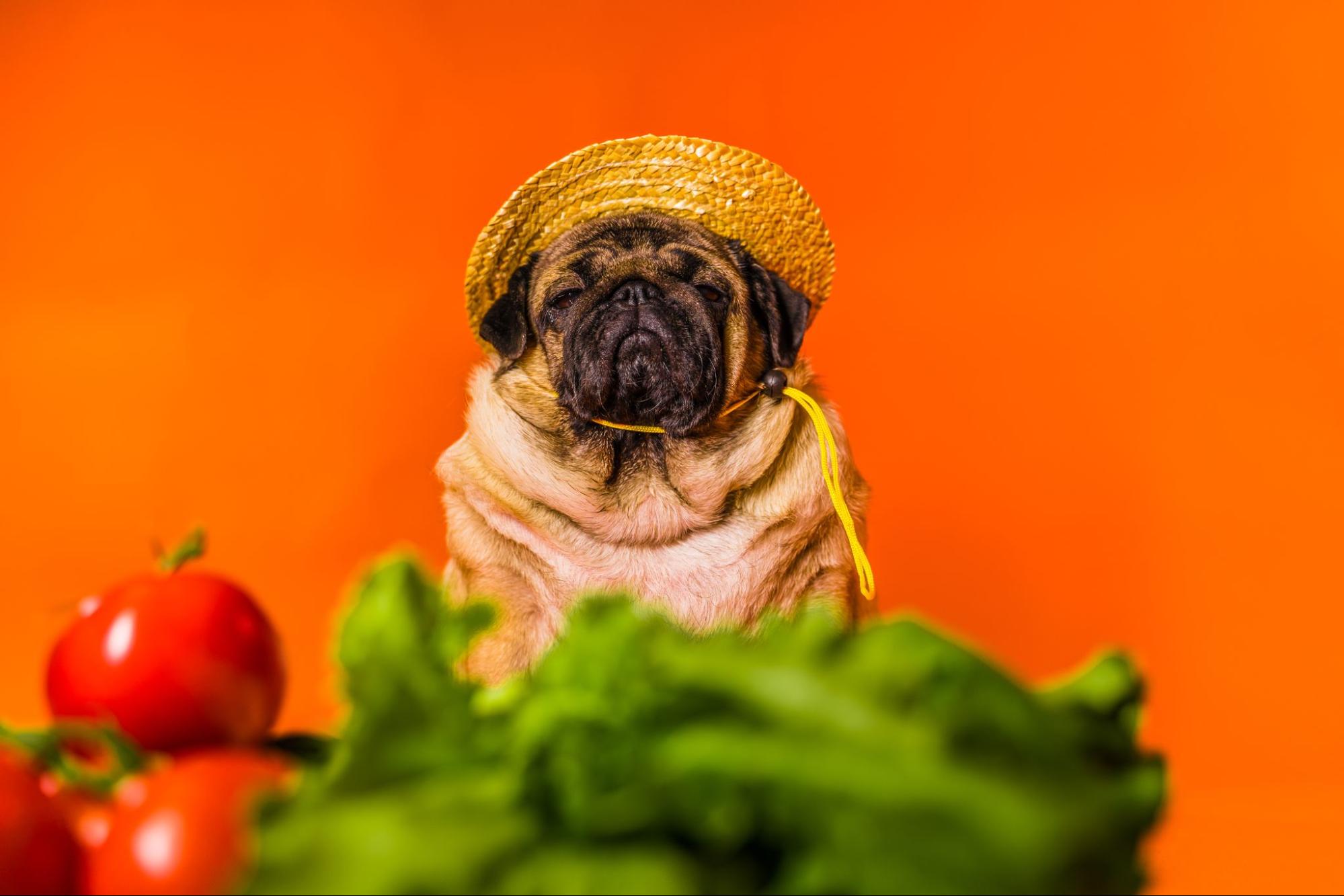 195. AI - can-dogs-eat-cabbage-1