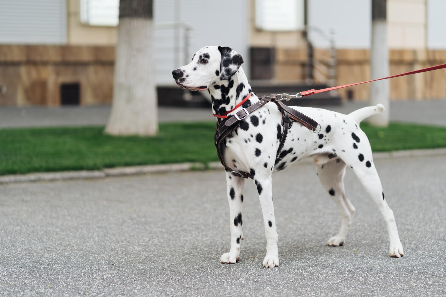 108.dalmatian-guide-1