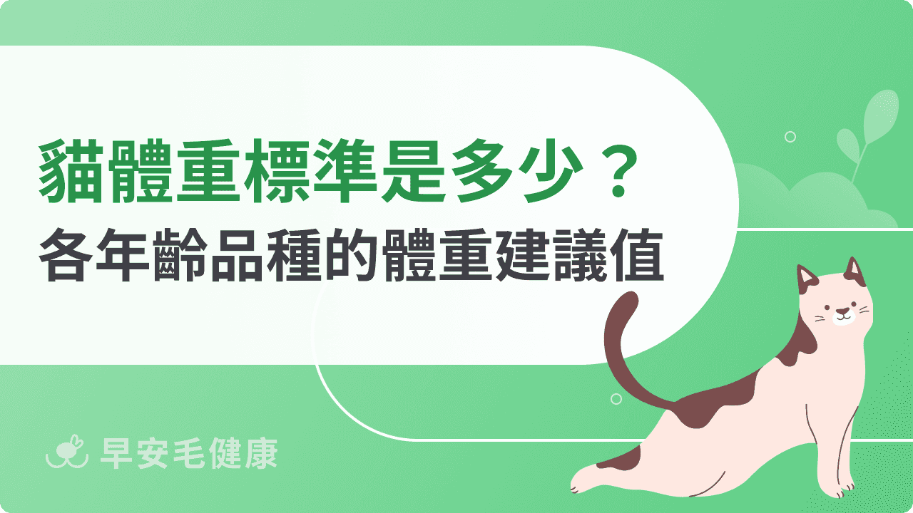 貓體重標準是多少？從幼貓到老貓，理想體重判斷指南