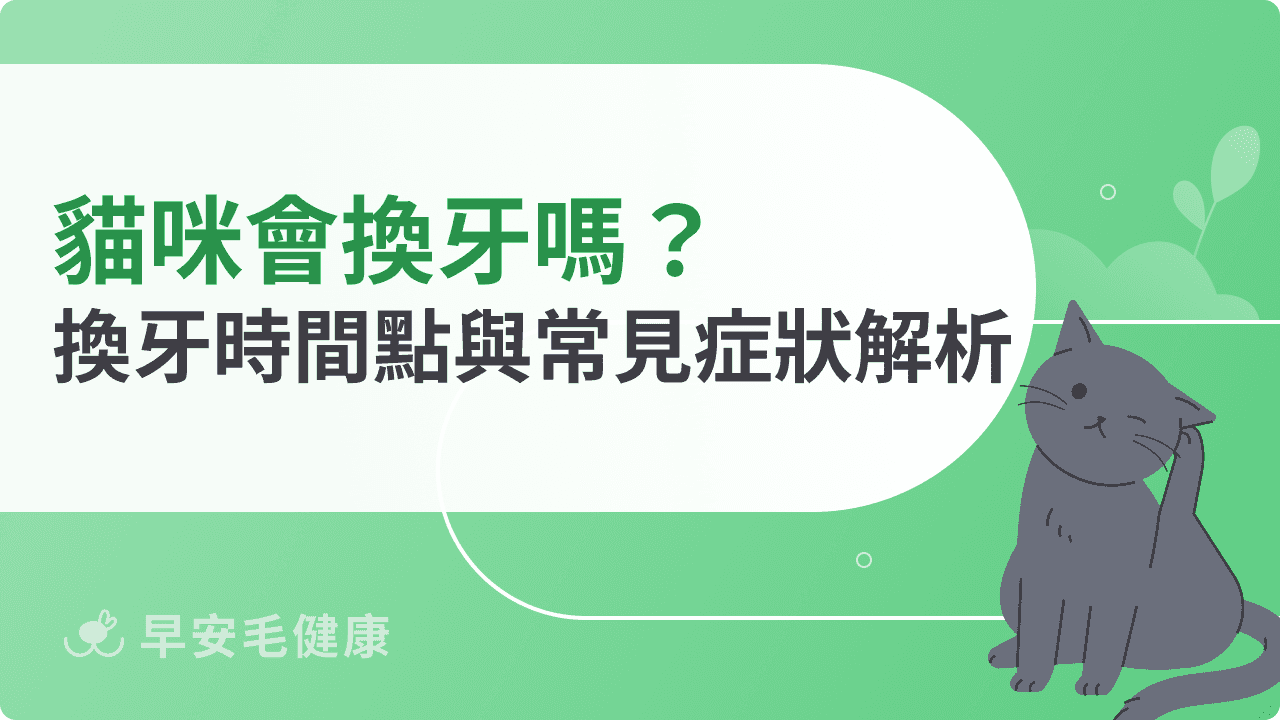 貓咪會換牙嗎?換牙時間點與常見症狀解析