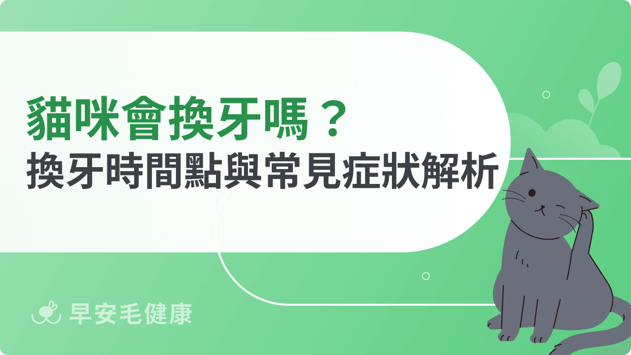 貓咪會換牙嗎?換牙時間點與常見症狀解析