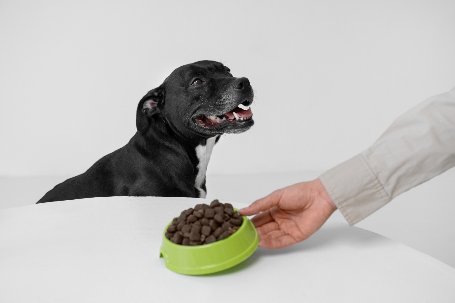 老犬飼料怎麼選?5 大挑選重點別忽略