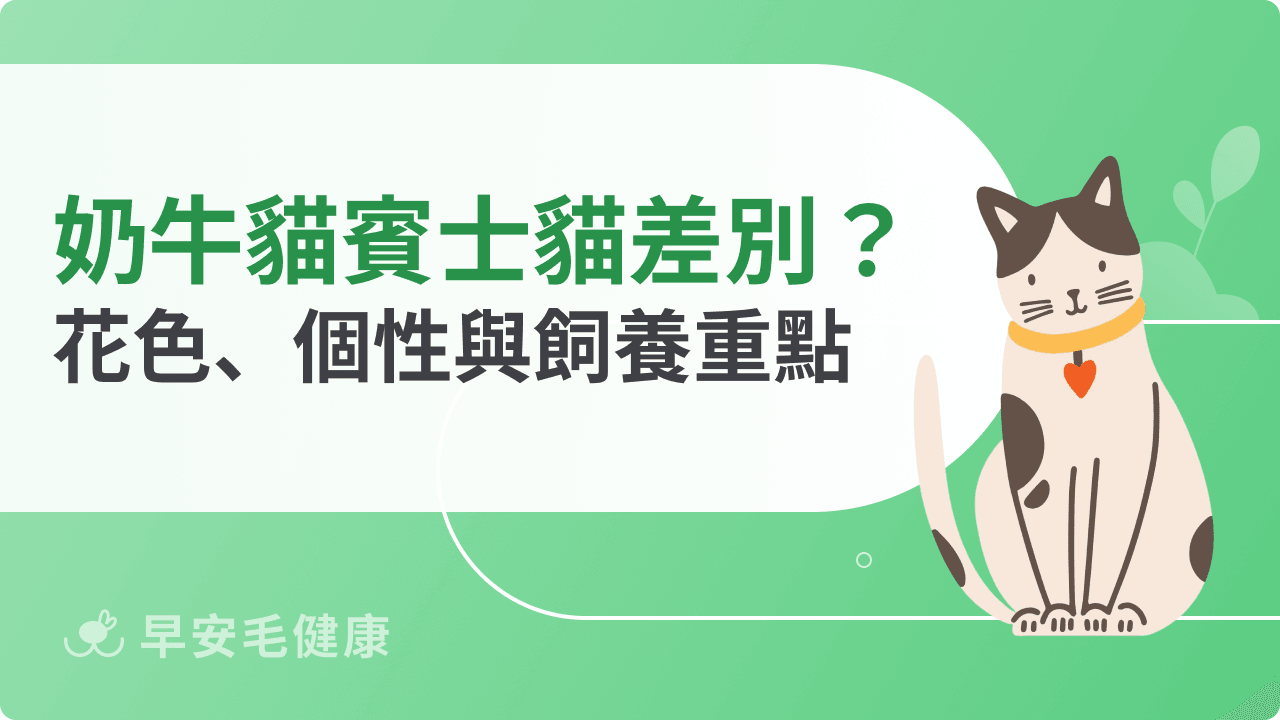 奶牛貓跟賓士貓一樣嗎？奶牛貓個性、智商與飼養重點解析