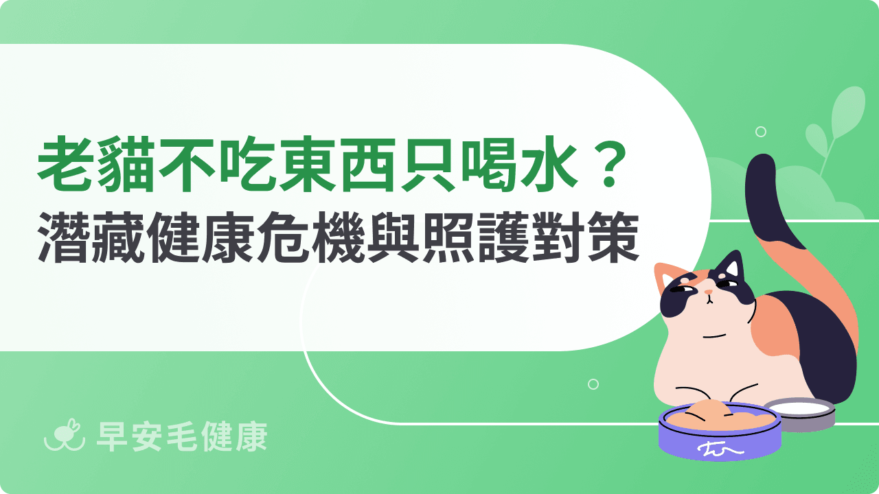 老貓不吃東西只喝水?潛藏健康危機與照護對策一次看