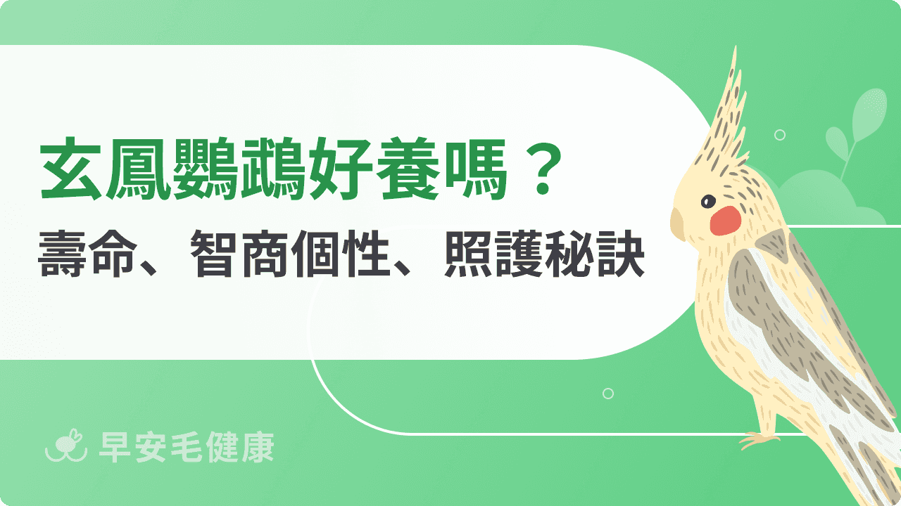 玄鳳鸚鵡能說話?玄鳳鸚鵡價格、壽命,飼養指南一次看